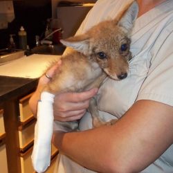 Wildlife_Coyote with broken leg