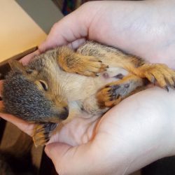 wildlife_baby squirrel